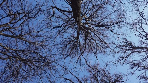 Tree trunk  crown without leaves against a blue sky Stock Footage 128603871