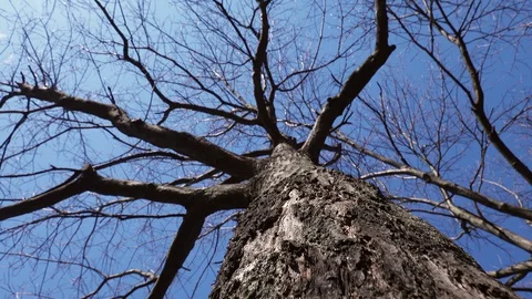 Tree trunk  crown without leaves against a blue sky Stock Footage 128604066