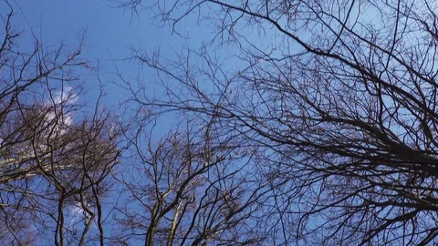Tree trunk  crown without leaves against a blue sky Stock Footage 128604409