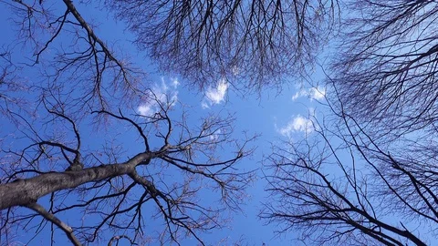 Tree trunk  crown without leaves against a blue sky Stock Footage 128604675