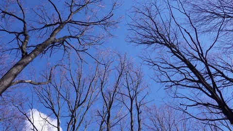 Tree trunk  crown without leaves against a blue sky Stock Footage 128604925