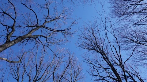 Tree trunk  crown without leaves against a blue sky Stock Footage 128605132