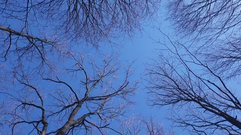 Tree trunk  crown without leaves against a blue sky Stock Footage 128605440