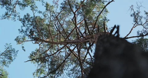 Tree trunk, crowns of pine tree swaying, gusty strong wind in forest. Low angle Stockbeeldmateriaal 253389595