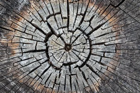 Tree trunk cut background contrast texture surface rough grunge life ring Stock Photos