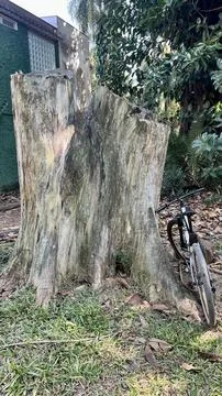Tree trunk cut with bike Stock Photos