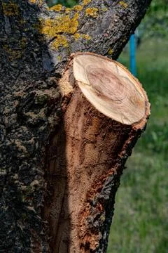 Tree trunk with cut branch closeup on blurred background of garden Foto stock