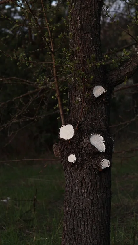 Tree trunk with cut branches painted white Stock Footage 336968905