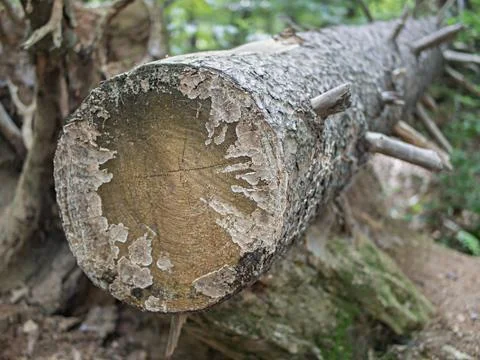 Tree Trunk With Cut Branches, Selected Focus Stock Photos