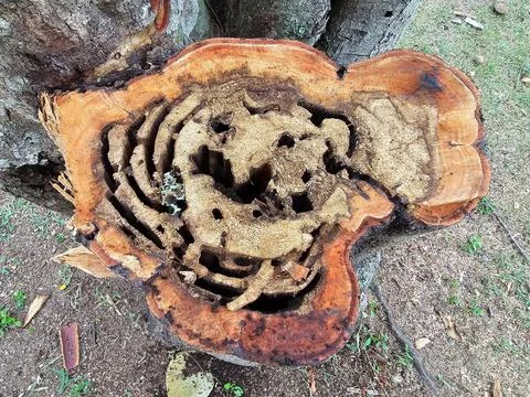 Tree trunk cut, corroded and full of holes Foto stock