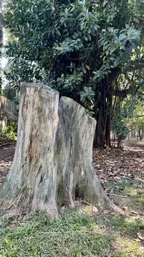 Tree trunk on cut ground Stock Photos