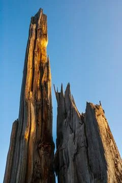 Tree trunk cut by lightning in the Alps. 库存照片