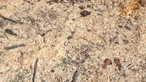 A tree trunk cut in a park 스톡 동영상 130555307