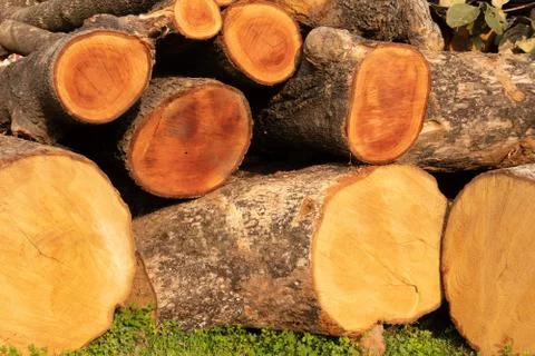 Tree trunk cut, put in the grass Stock Photos