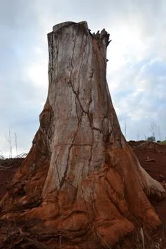 Tree trunk cut with sky background Stock Photos
