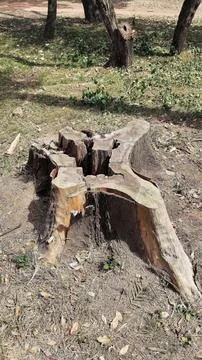 Tree trunk cut in the sun Stock Photos