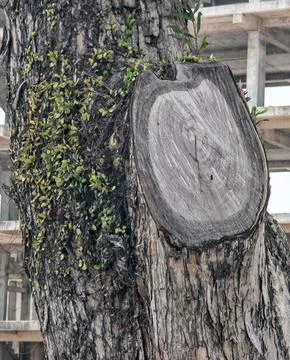 Tree Trunk Cut Surface With Green Climbing Plants 스톡 사진