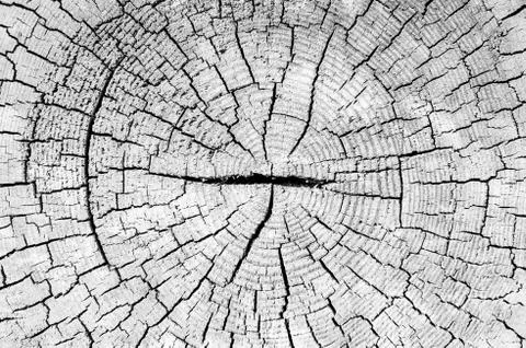 Tree trunk cut texture Stock Photos