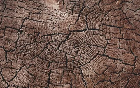 Tree trunk cut texture Stock Photos
