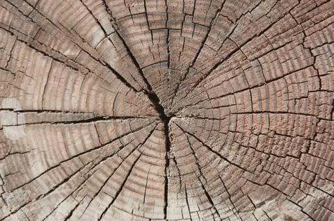 Tree trunk cut texture Stock Photos