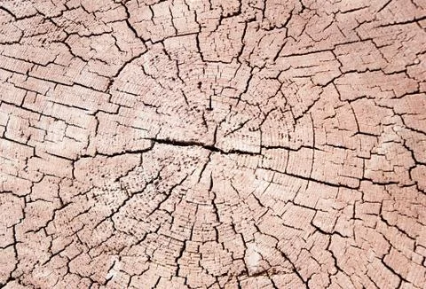 Tree trunk cut texture Stock Photos
