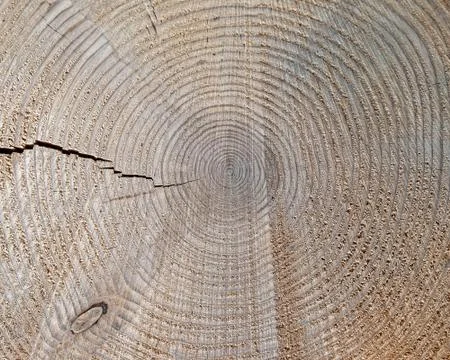 Tree trunk cut top view closeup, natural pattern background Stock Photos