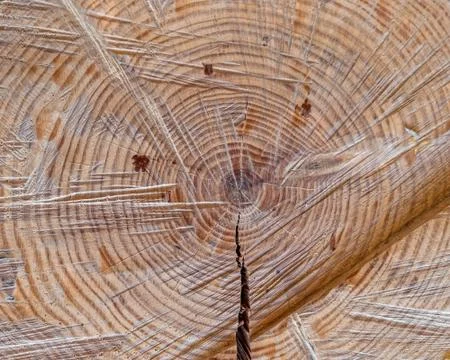 Tree trunk cut top view closeup, natural pattern background Stock Photos