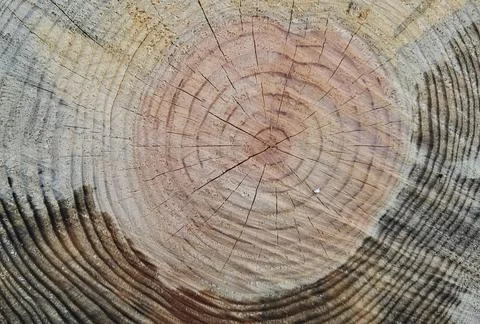 Tree trunk cut top view background rings sections surface Stock Photos