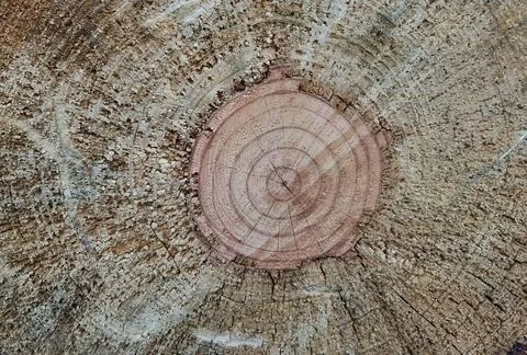Tree trunk cut top view background rings sections surface Stock Photos