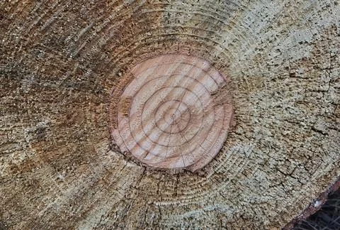 Tree trunk cut top view background rings sections surface Stock Photos