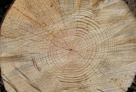 Tree trunk cut top view background rings sections surface Stock Photos