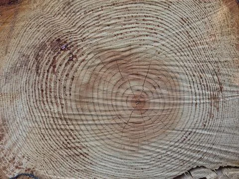 Tree trunk cut top view background rings sections surface Stock Photos