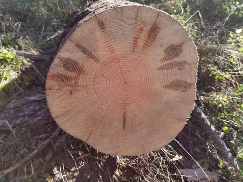 Tree trunk cut top view background rings sections surface Stock Photos