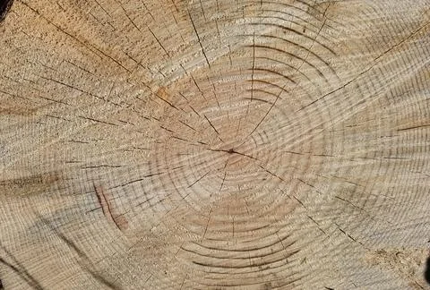 Tree trunk cut top view background rings sections surface Stock Photos