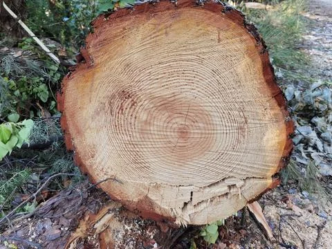 Tree trunk cut top view background rings sections surface Stock Photos
