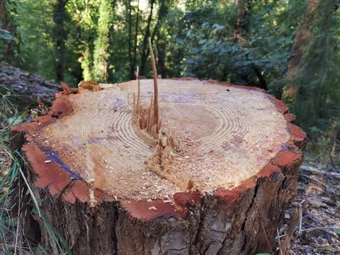 Tree trunk cut top view background rings sections surface Stock Photos