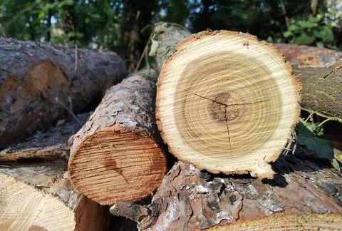 Tree trunk cut top view background rings sections surface Stock Photos