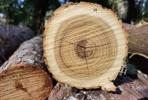 Tree trunk cut top view background rings sections surface Stock Photos
