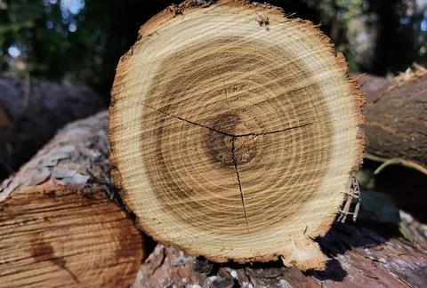Tree trunk cut top view background rings sections surface Stock Photos