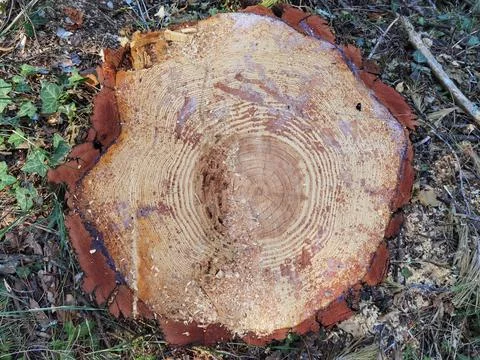 Tree trunk cut top view background rings sections surface Stock Photos