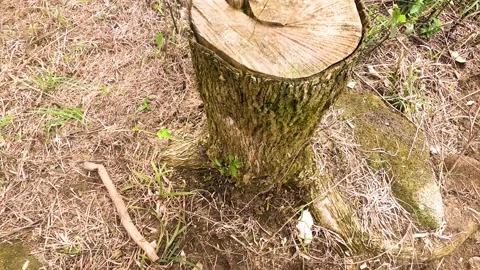 Tree trunk cut. Tree trunk view cut down due to deforestation. Concept of def Stock Footage 167023844