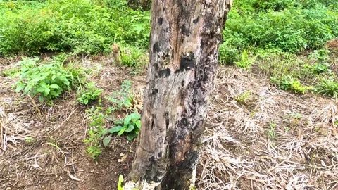 Tree trunk cut. Tree trunk view cut down due to deforestation. Stock Footage 167179192