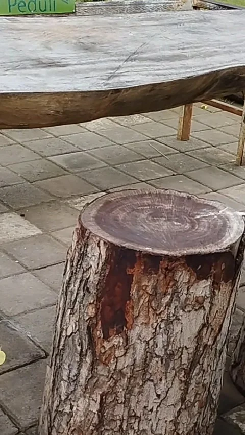 The tree trunk that is cut is used as a rustic chair Stock Footage 228806583