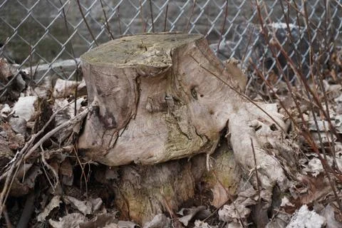 A tree trunk cutting with dead leaves on the floor Stock Photos