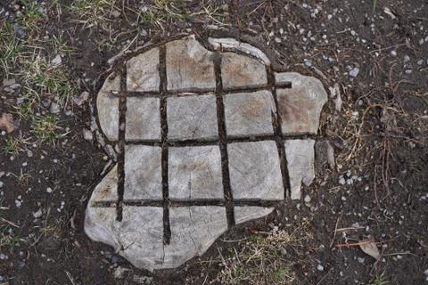 A tree trunk cutting with a Tic-Tac-Toe pattern. Фото