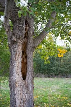 Tree trunk damaged after thunder and lightning Stock Photos