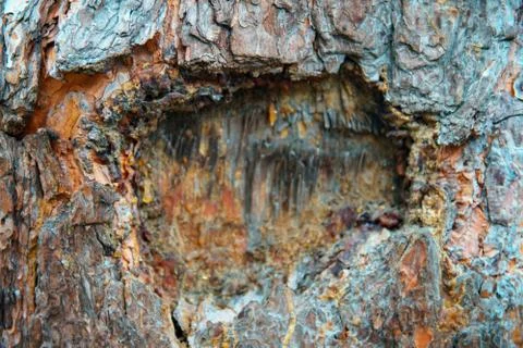 Tree trunk with damaged bark shooted close up. Stock Photos