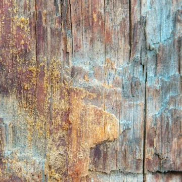 Tree trunk with damaged bark shooted close up. Stock Photos