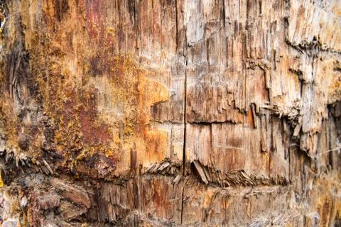Tree trunk with damaged bark shooted close up. Stock Photos