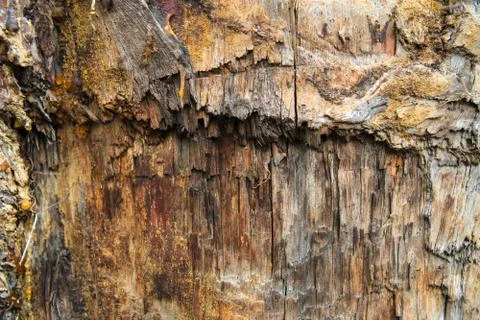 Tree trunk with damaged bark shooted close up. Stock Photos